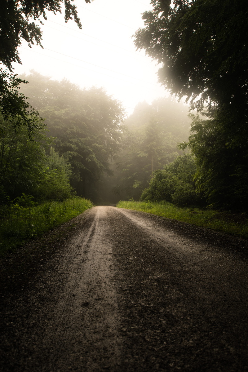 transportation, growth, green, tree, sky, vanishing point, non-urban scene, daytime, land, fog, forest, empty, tranquility, direction, plant, flare, long