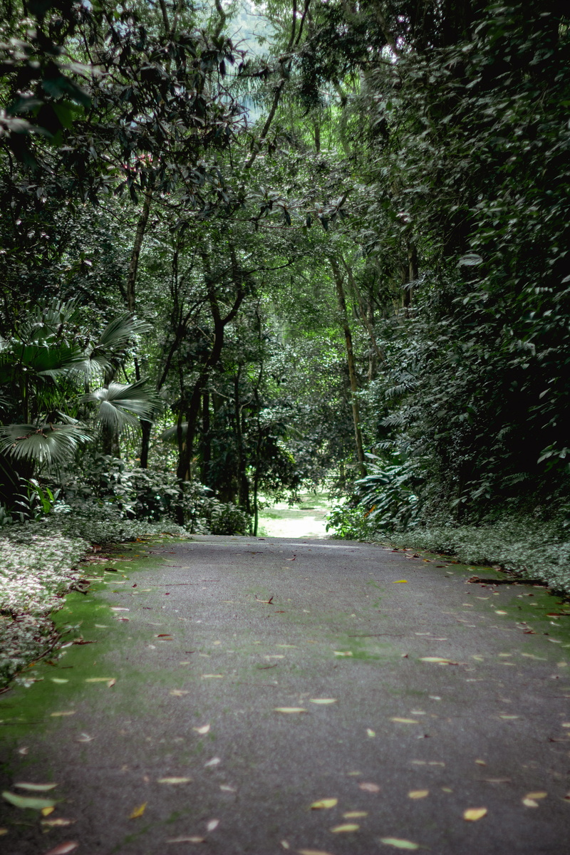 trees, asphalt, flagstone, land, no people, the way forward, outdoors, direction, tarmac, branches, street, transportation, day, garden, tranquil scene