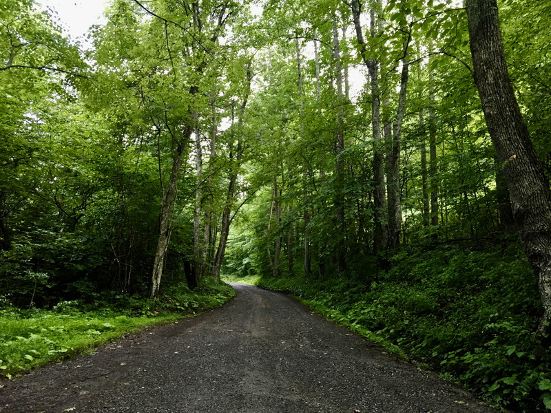 dirt road, green, highway, transportation, gray, ground, plant, tranquil scene, no people, trees, tarmac, the way forward, trail, path, land, hike, tranquility
