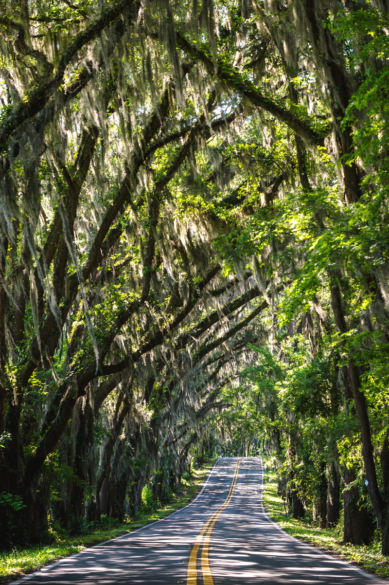 asphalt, avenue, sunlight, day, travel, diminishing perspective, curve, scenics, treelined, landscape, trees, marking, green, nature, dividing line, long