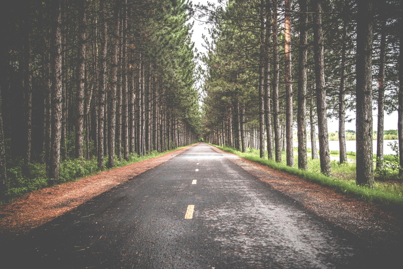 nature, roadway, tranquil scene, street, land, beauty in nature, outdoors, tree trunk, long, forest, the way forward, 1080P, way, growth, transportation