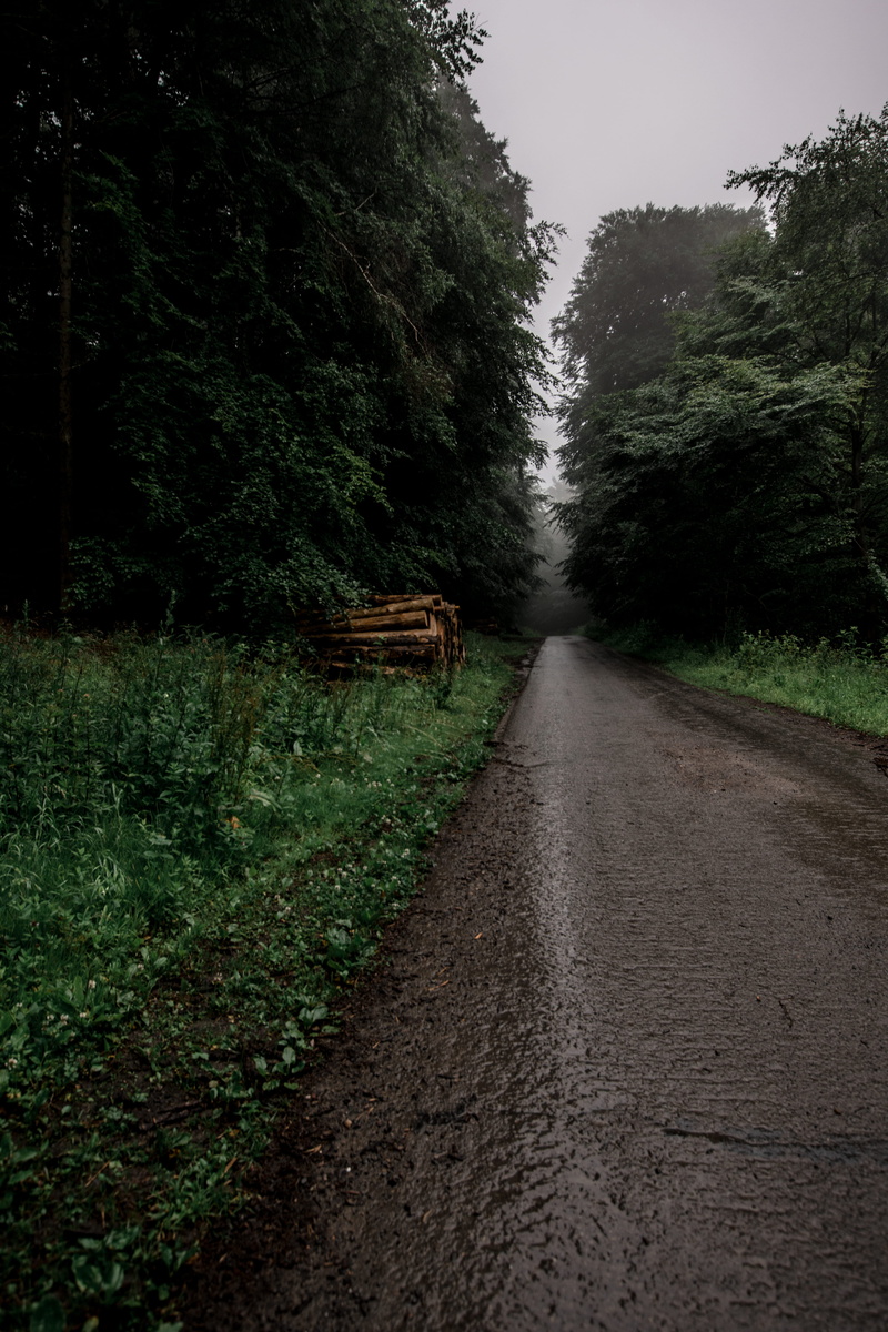sky, wood, asphalt, street, 5K, outdoors, the way forward, green color, forest, dirt road, bench, fir, transportation, tranquility, furniture, ground