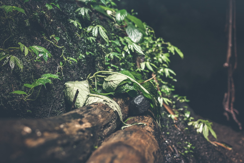 forest, 5K, landscape, land, tropic, leaf, plant, beautiful, dirt, vegetation, bright, tranquility, foliage, beauty in nature, water, mist, lush, root