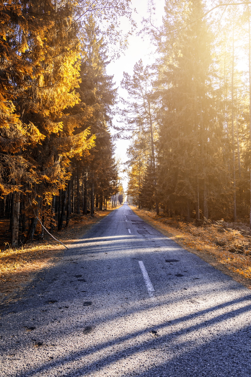 HD, diminishing perspective, photograph, bright, tranquil scene, pine trees, 5K, beauty in nature, land, no people, scenery, plant, tranquility