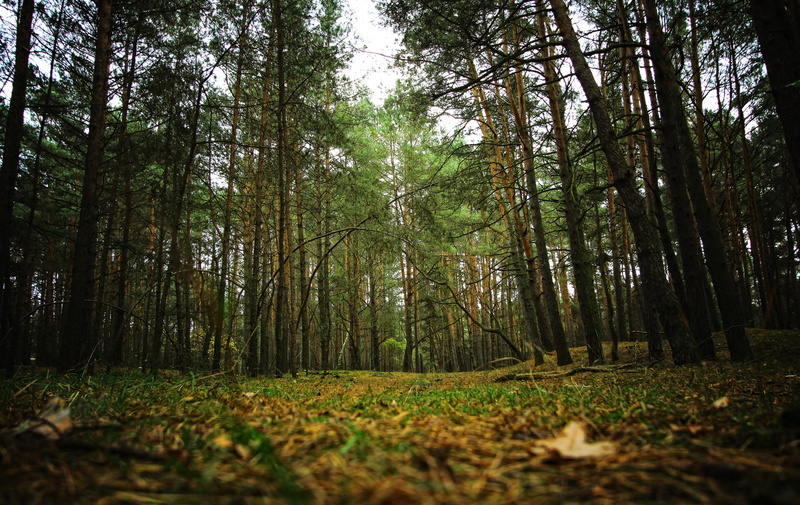 tree, wood, nature, substrate, litter, scenics - nature, forest litter, undergrowth, forest, foliage, scrubs, outdoors, autumn, idyllic, green, tranquility