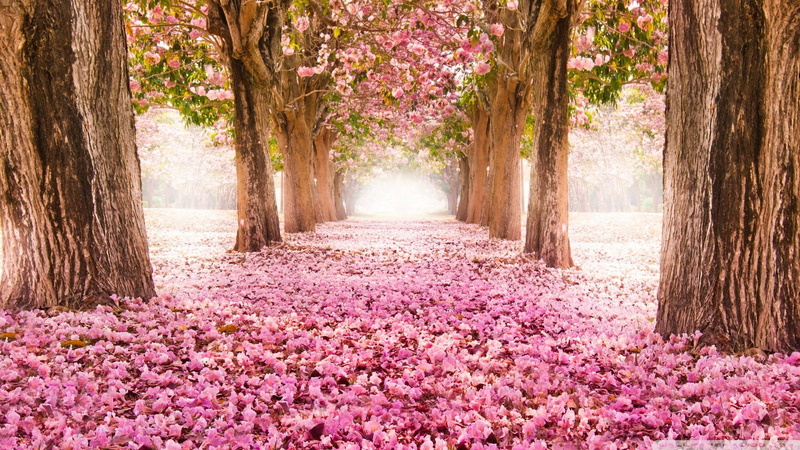 outdoors, garden, alley, travel, landscape, foliage, pathway, environment, serene, scene, tree, waterfall, park, spring, forest, wood, leaves, scenery