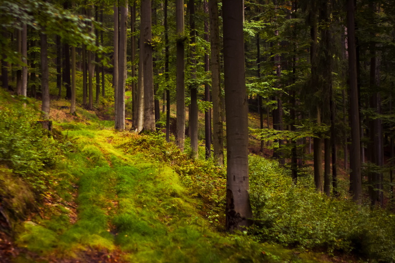 nature, wood, autumn, bamboo - plant, no people, landscape, green, woodland, fall, 5K, plant, natural, road, outdoor, october, growth, tree, tranquility