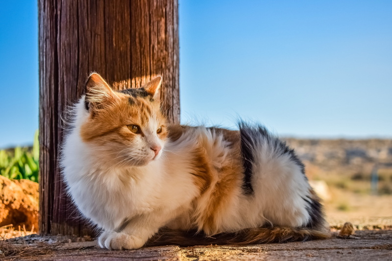 domestic animals, mammal, outdoor, one animal, animal themes, looking away, animal, calico, wall, no people, pets, domestic cat, beside, focus on foreground