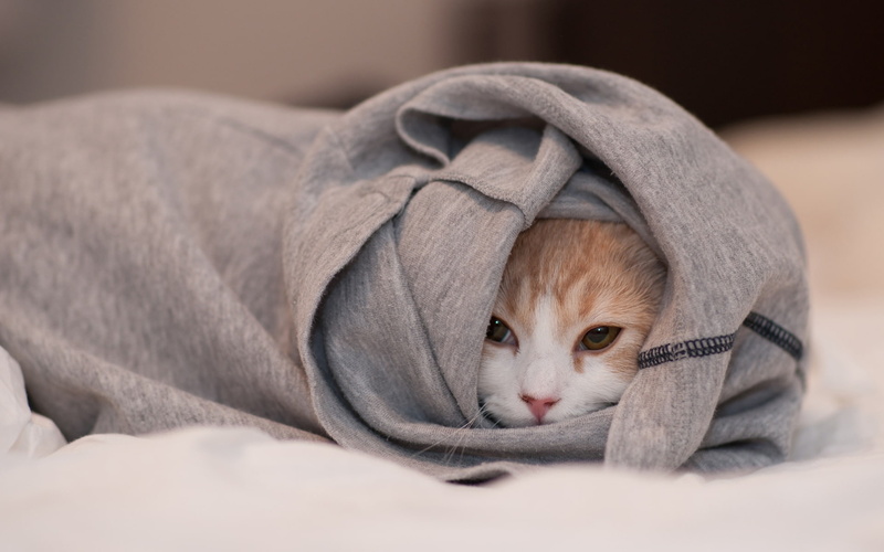 See, Hidden, Clothes, 1080P, Face, Cat