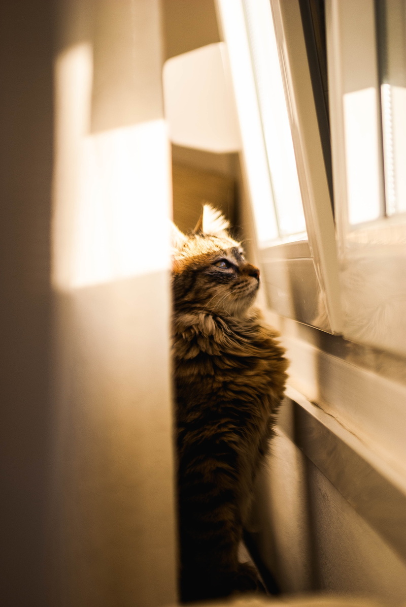 mammal, window, day, sunlight, no people, cat, domestic animals, observation, animal, 4K, domestic, feline, whisker, cute, tabby, sitting, indoors, animal themes