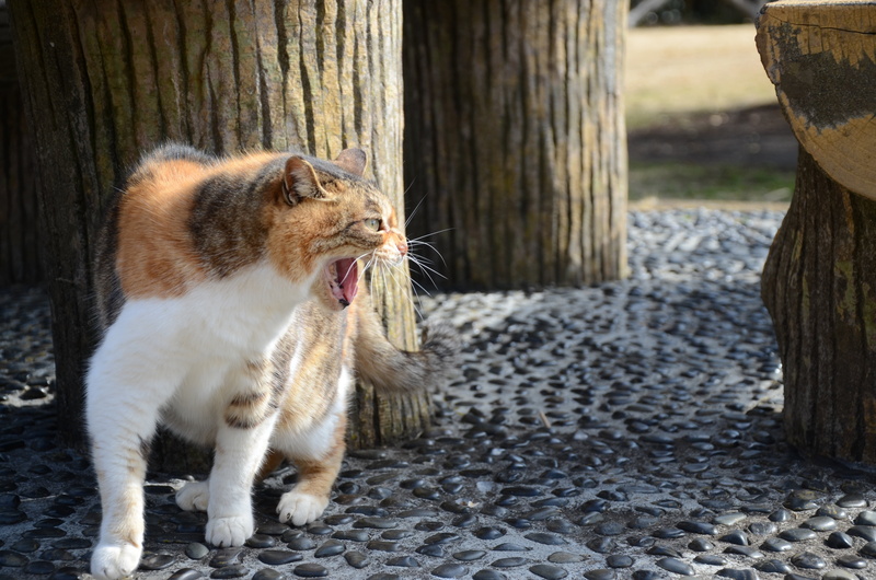 post, animal, kat, vertebrate, pets, cute, focus on foreground, nature, no people, white, tree trunk, one animal, kitten, tree, mouth, whisker, mammal