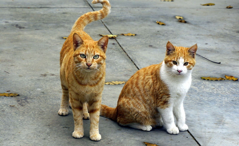 cats, pet, orange, two animals, animal themes, puppy, race, street, whisker, cats nose, animals, feline, observing, domestic animal, looking at camera