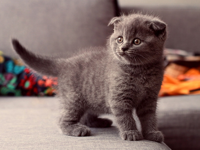 Cat, Standing, 1080P, Cute, Gray, Observation