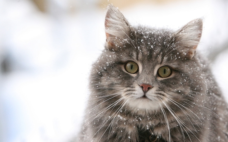 1080P, cats, another, animals, Winter, art, Stray, cat, snow, hd
