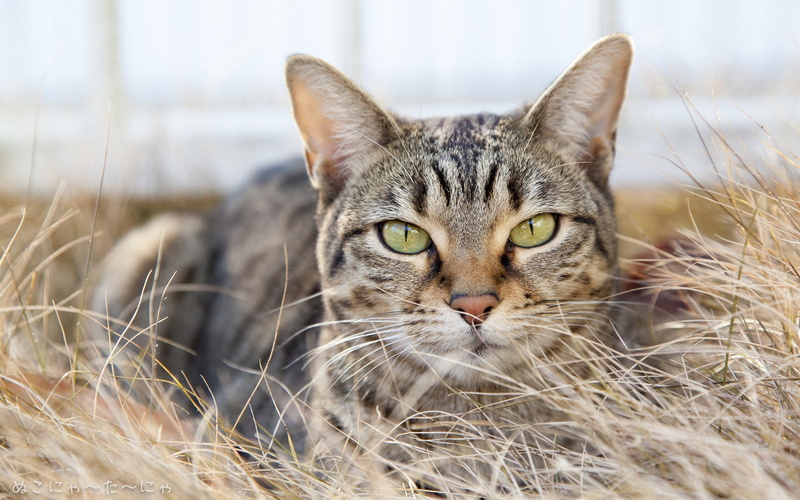 Cat, 1080P, Gray, Hidden, Grass, Dry, Striped
