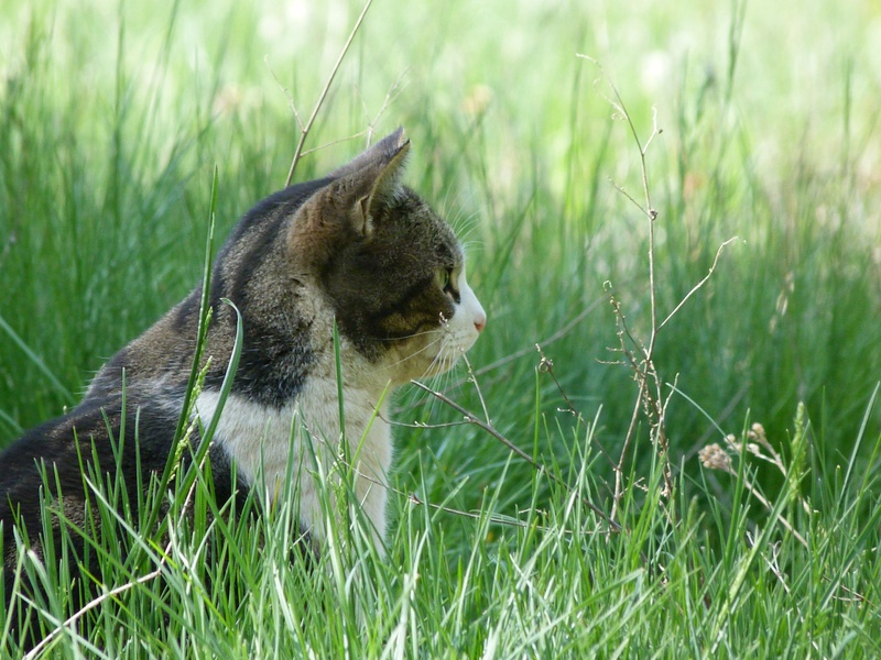 growth, pet, vertebrate, animal, animals, white, whisker, mammal, sharing, animal themes, 4K, brown, looking, grass, tabby, look, no people, head, day