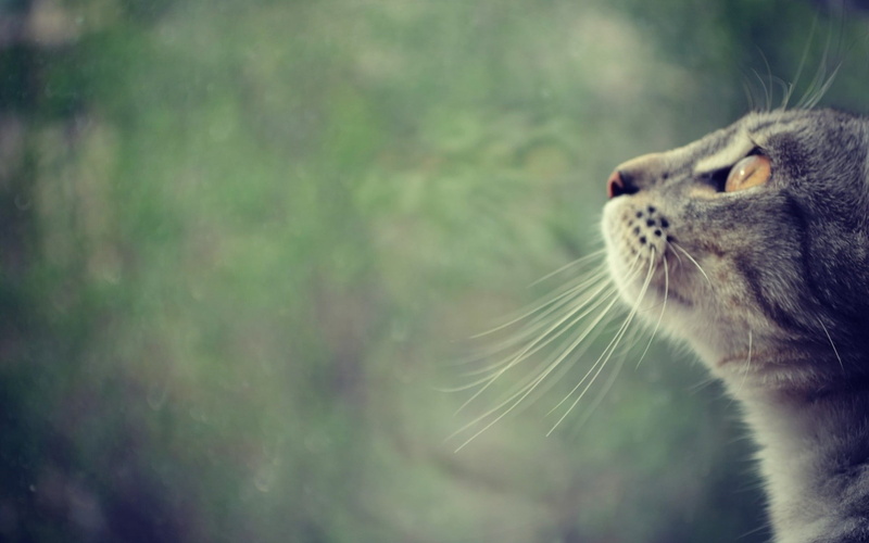 nature, cat, looking, silver, domestic Animals, whisker, close-up, animal themes, striped, no people, face, paw, mammal, domestic Cat, day, animal, focus on foreground