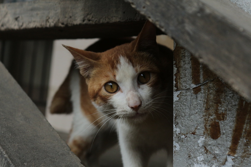 pets, domestic, domestic animals, day, whisker, stray cats, one animal, animal eye, animal themes, looking at camera, portrait, wood - material, looking