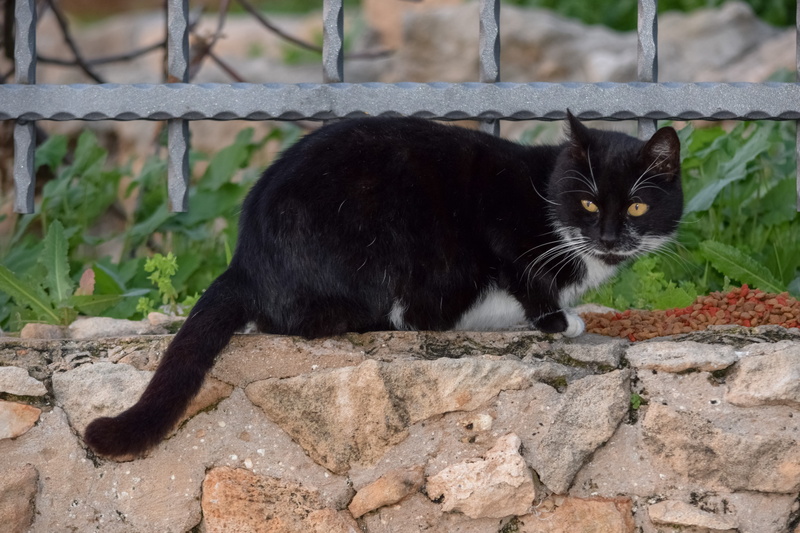 curiosity, cat, cute, no people, fence, whisker, animal, vertebrate, portrait, mammal, outdoors, nature, stray, pets, looking at camera, boundary, day