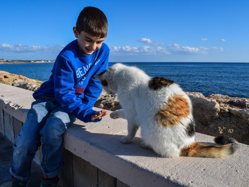 loving animals, males, Cat, men, outdoor, boys, childhood, pets, communication, real people, playing, Boy, Stray, calico, nature, domestic, animal, dog