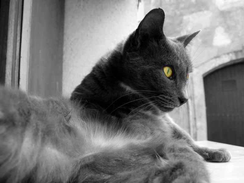 cute, portrait, cat, one Animal, mammal, staring, animal Eye, black Color, whisker, gray, indoors, domestic Cat, animal, sitting, looking, close-up, kitten