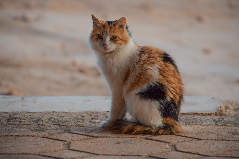 staring, cute, domestic, footpath, curiosity, cat, no people, day, animal themes, nature, whisker, looking away, animal, calico, domestic cat, domestic animals