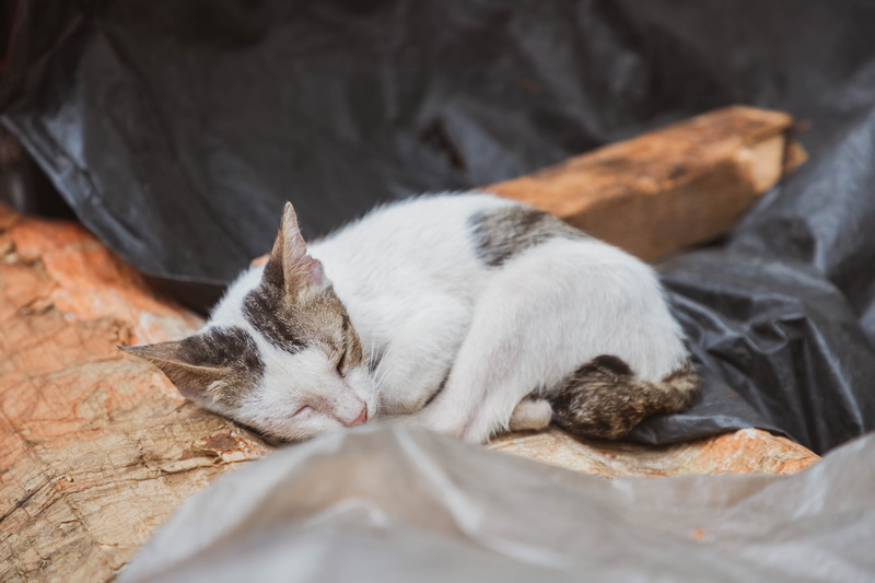 bed, lying down, close-up, small cat, trash, domestic animals, domestic cat, sleeping kitten, relaxation, animal, eyes closed, sleeping, little kitten