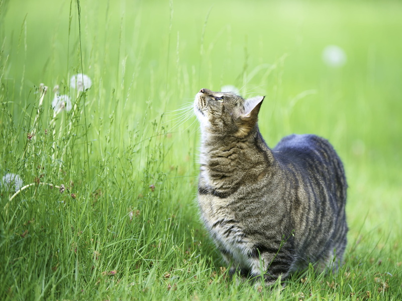 growth, land, outdoors, animal themes, animal wildlife, plant, pets, 2K, whisker, nature, looking, vertebrate, walk, observe, field, mammal, silver, grass