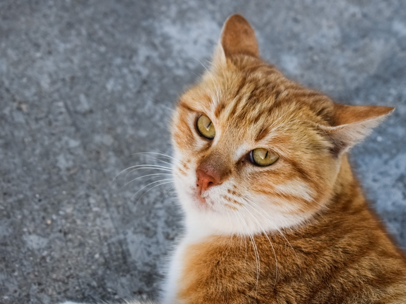 relaxation, close-up, photography, face, one animal, outdoor, feline, curious, animal themes, street, domestic animals, cute, cat, kitten, pets, looking at camera