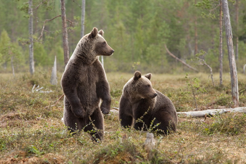day, mammal, two animals, group of animals, vertebrate, no people, nature, tree, wildlife, 720P, young animal, bear, animal themes, plant, outdoors, bears