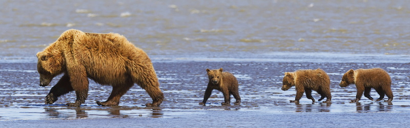 three animals, 4K, baby animals, bears, animal, animals in the wild, animal wildlife, brown, animals, vertebrate, outdoors, group of animals, animal family