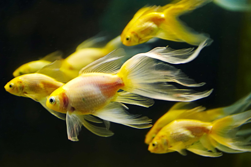 swimming, underwater, animal, animal wildlife, no people, vertebrate, fishes, school of fish, water, animals in the wild, marine, animal themes, fish, sea