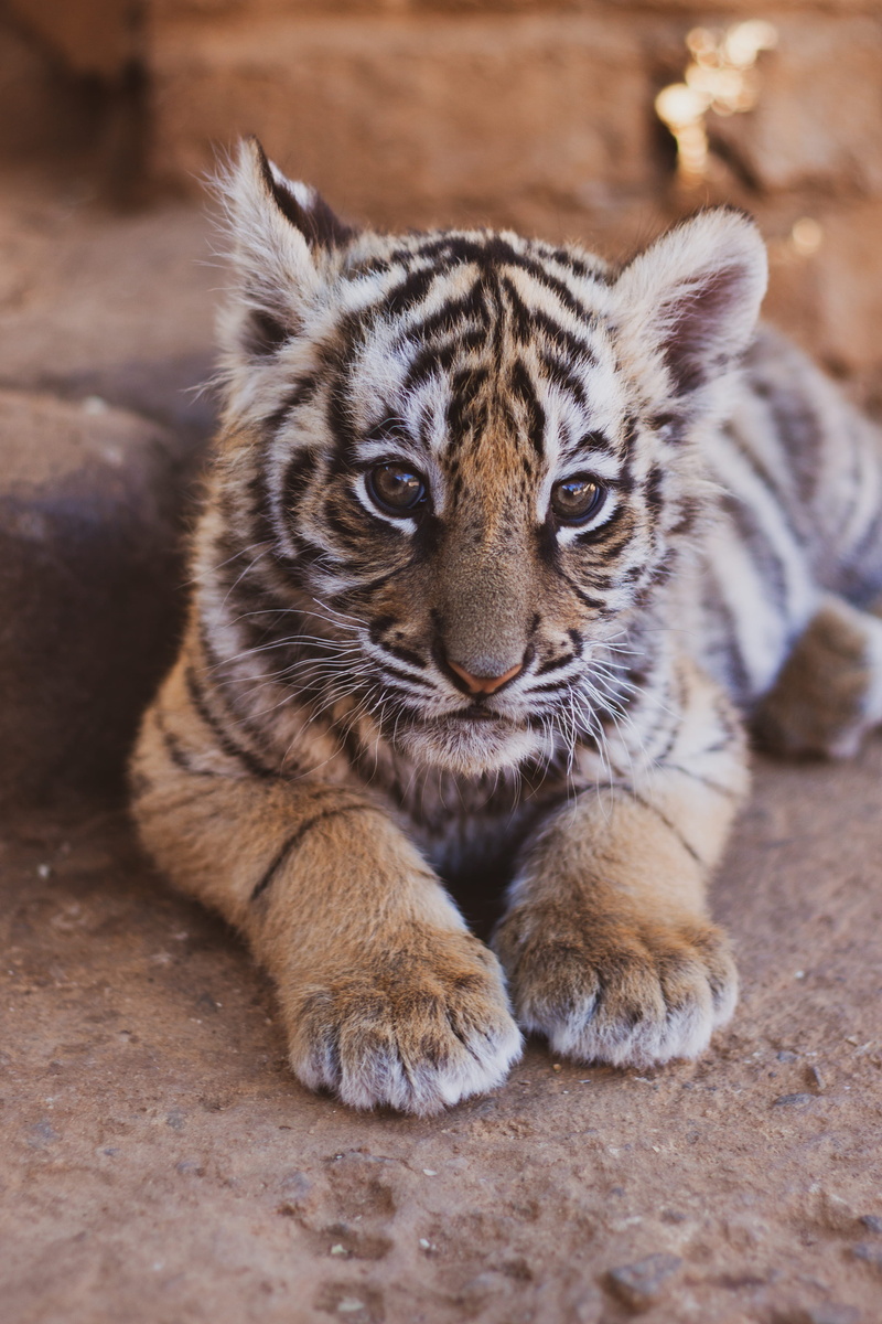 soil, animal wildlife, 4K, feline, black, big cat, bengal tiger, cat, wild, outdoors, animal head, food, focus on foreground, one animal, animals in the wild