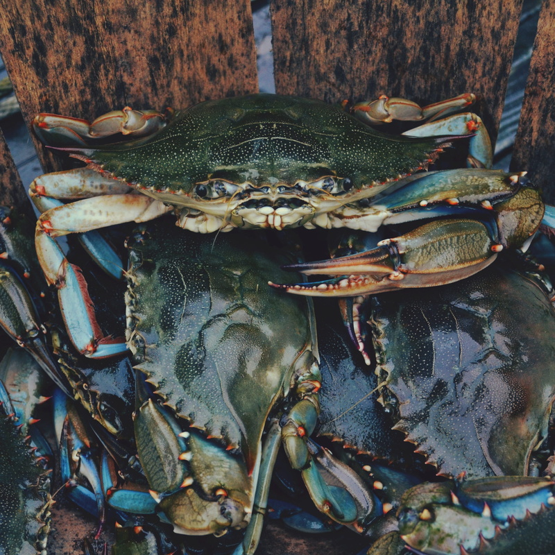 close-up, wild, raw food, food and drink, 2K, wellbeing, fauna, fresh, life, crab, animals in the wild, marine, day, shell, fish, nutrition, animal, crawfish