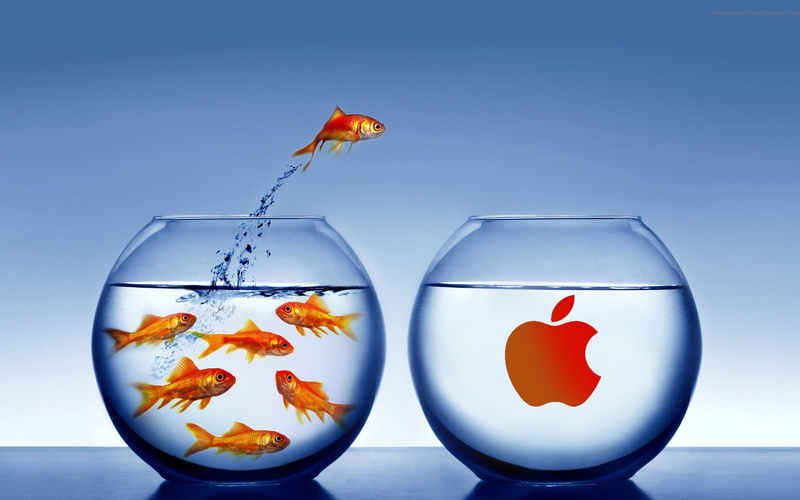 vertebrate, apple background hd, digital composite, group of animals, animal themes, colored background, water, comparison, indoors, two animals, blue