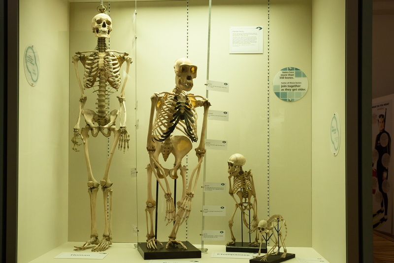 display, bust, skeleton, comparison, monkey, biology, four, 5K, primates, showcase, bone, homo sapiens, human skeleton, development history, male likeness