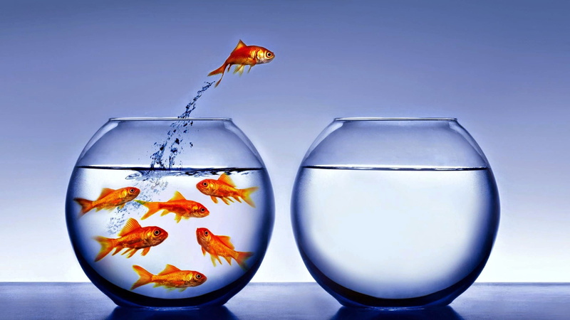 swimming, nature, 2K, vertebrate, fish, sea, group of animals, sealife, water, underwater, goldfish, two animals, animal themes, two objects, transparent