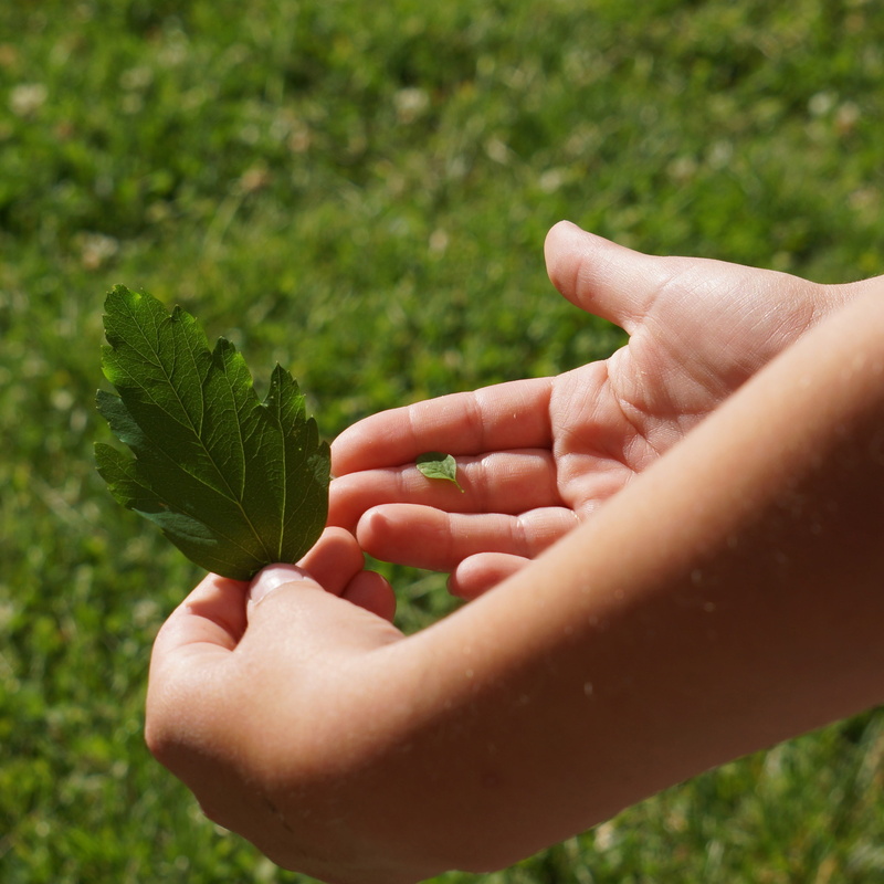 leaf, day, dirt, environment, the childs hands, human finger, plant part, big and small, focus on foreground, 2K, human Hand, nature, real people, hand