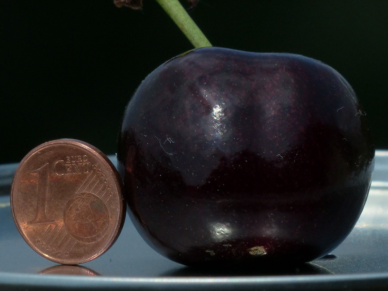 no people, group of objects, round, indoors, studio shot, size comparison, freshness, coin, food, huge, monster cherry, cent, organic, food and drink, large