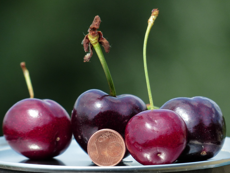 colored, cent, gold, large, delicious, purple, fruit, huge, penny, monster cherry, fruits, cherries, plant stem, wellbeing, sweet cherries, indoors, cherry