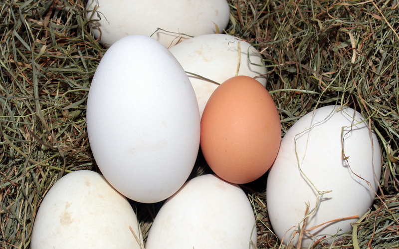 hens egg, close-up, brown, egg, geese eggs, organic, plant, white color, no people, eggs, comparison, freshness, day, group of objects, 4K, food, still life
