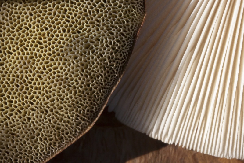 shell, chestnut röhling, table, nature, still life, animal, textured, no people, high angle view, abstract, close-up, disc fungus, full frame, food, nutrition
