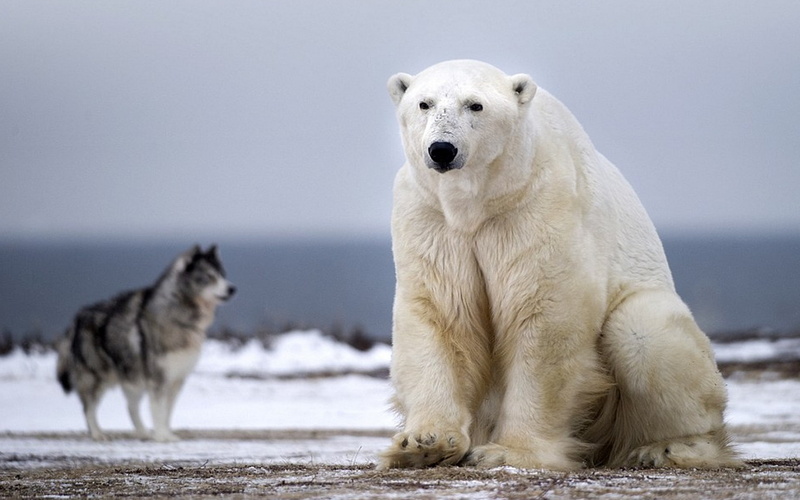 white, comparison, eskimo, bear, size, polar, hd, 1080P, dog, canadian