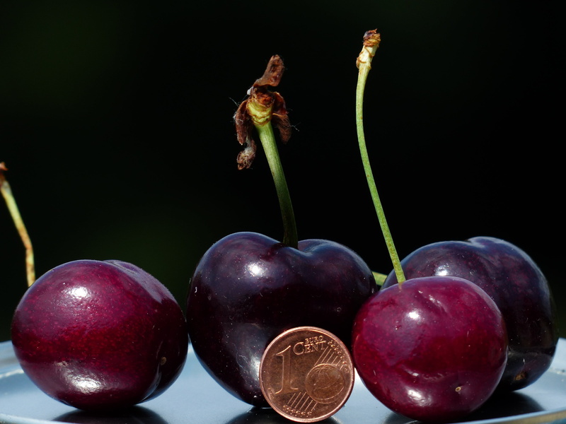 size comparison, freshness, cent, plum, huge, indoors, coin, penny, still life, purple, wellbeing, delicious, cherry, red, monster cherry, studio shot