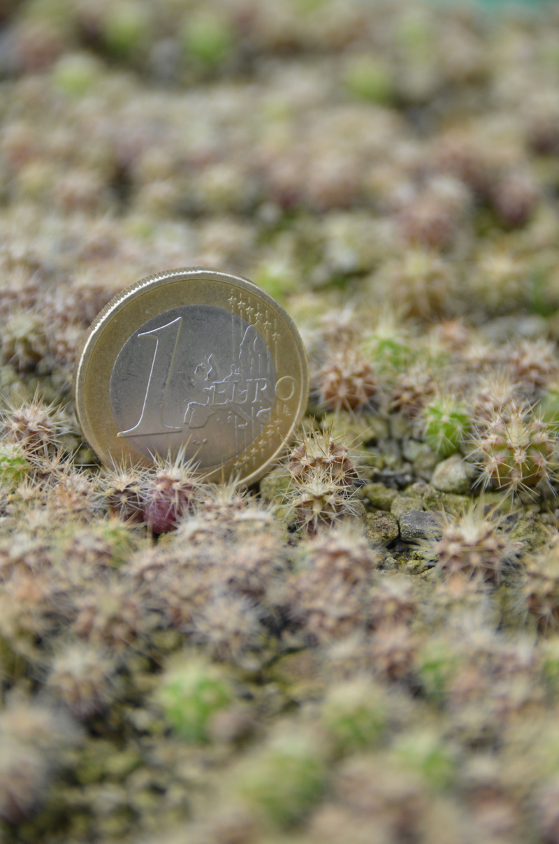 subtropical, land, grass, small plant, day, finance, coin, economy, high angle view, size comparison, savings, 4K, young plants, cactus, field, communication