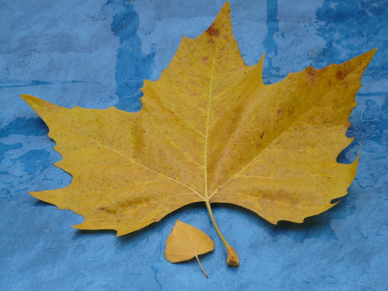 dry, leaves, blue, rain, no people, outdoors, maple leaf, close-up, change, black poplar leaf, size comparison, leaf vein, fall color, poplar leaf, maple tree