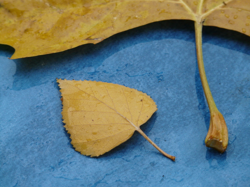 maple leaf, dry, natural condition, outdoors, poplar leaf, autumn, plant part, yellow, wet, maple tree, black poplar leaf, 2K, leaves, rain, fragility