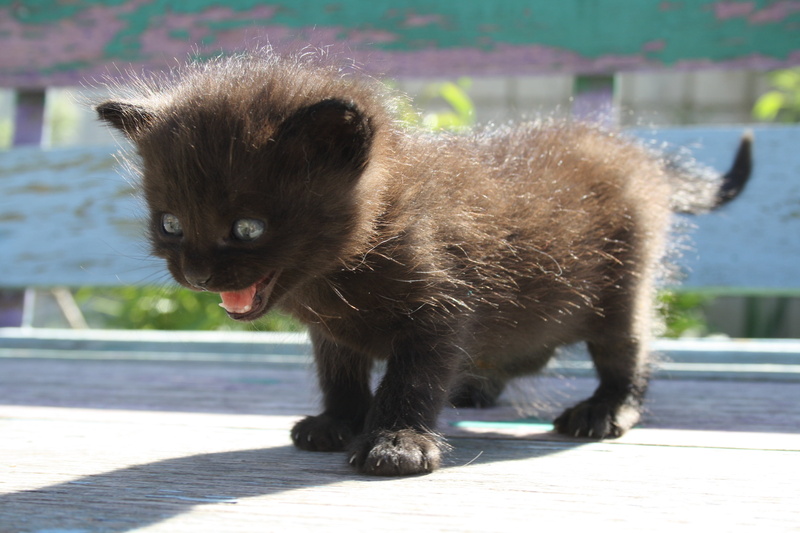 fear, 4K, portrait, focus on foreground, long, terrible fear, small, pets, outdoors, black, animal themes, day, domestic cat, baby cat, schreck, kitten