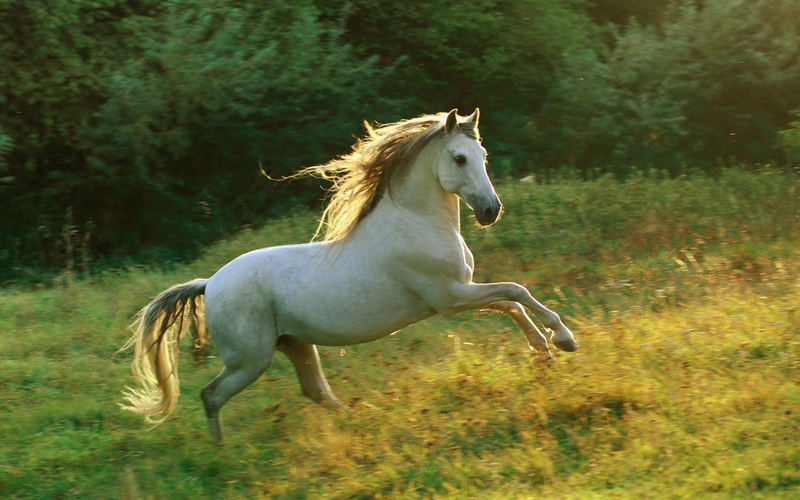 blanco, pradera, galope, caballo, animales, 2K