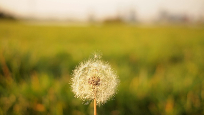 growth, day, uncultivated, focus, flowering plant, softness, photo, shift, close-up, dandelion, summer, grass, dandelion seed, focus on foreground, flower head